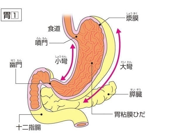 胃の構造名称説明図
