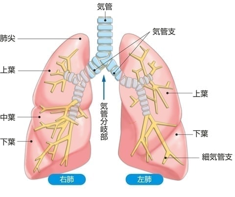 肺の構造「末期癌克服への架け橋」